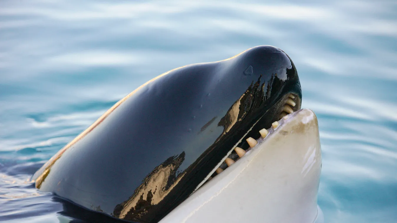 orka, kardszárnyú delfin 