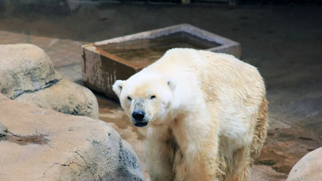 wang, johannesburg, johannesburgi állatkert, jegesmedve 