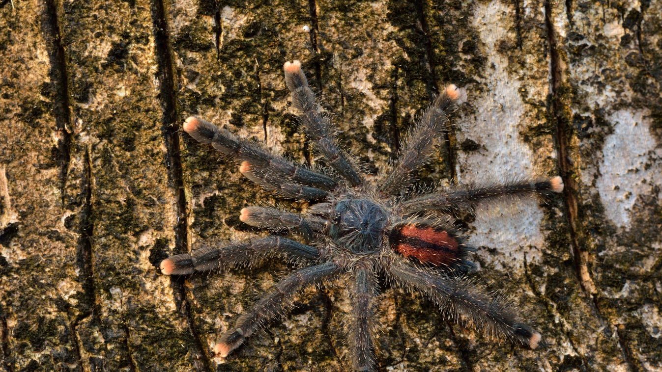madárpók Young Pinktoe tarantula on a trunk - French Guiana ALONE AMAZONIAN FOREST Amazonian forests America Arachnid Arachnid spider Arachnid spiders Arachnida sp Arachnids Babies BABY Bark Barks CAMOUFLAGE Camouflages Chelicerata sp 