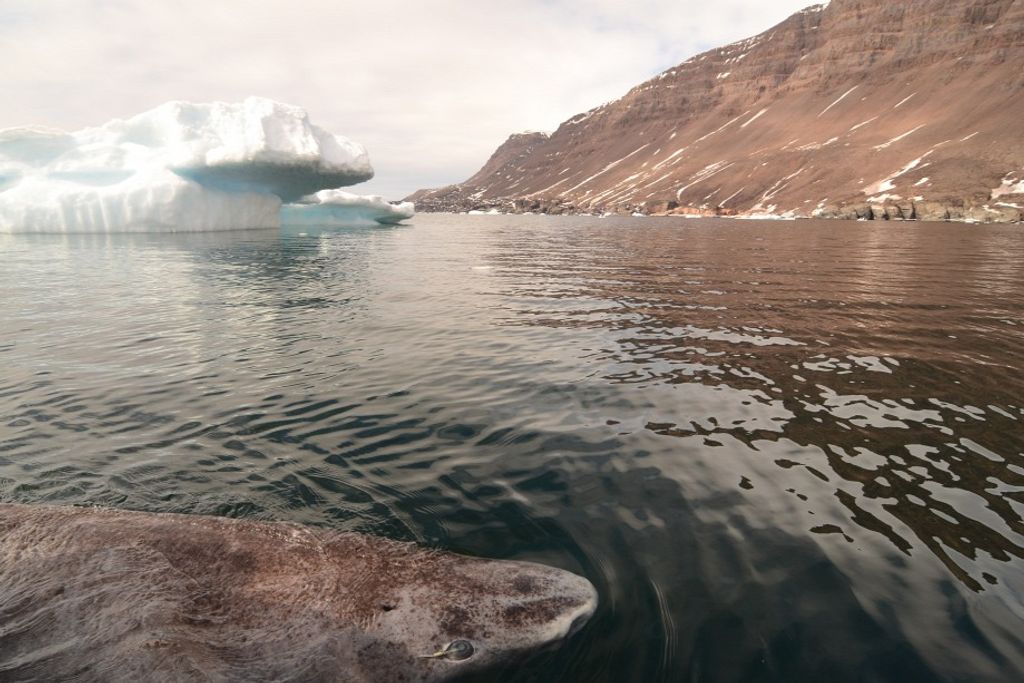 grönlandi cápa 