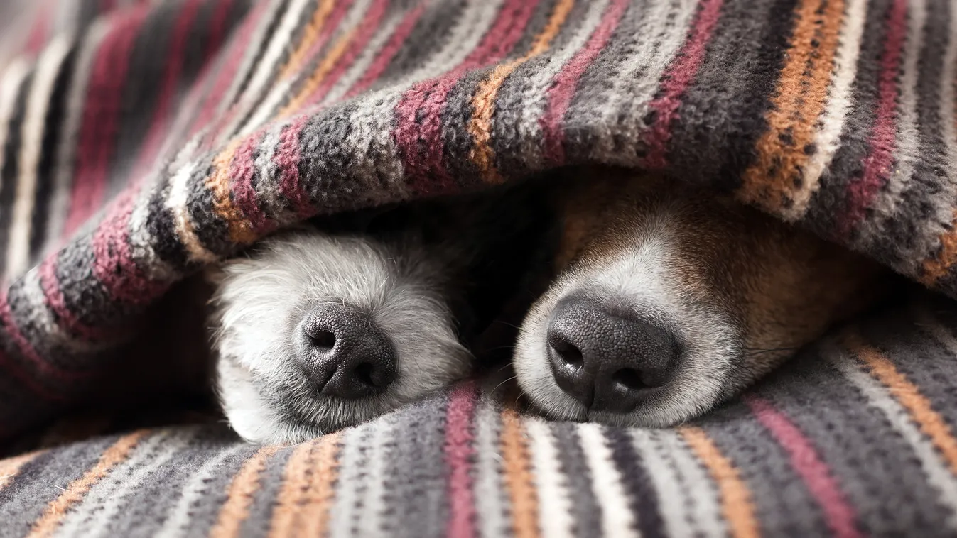 Álomszuszik alvó kutya kutyák 