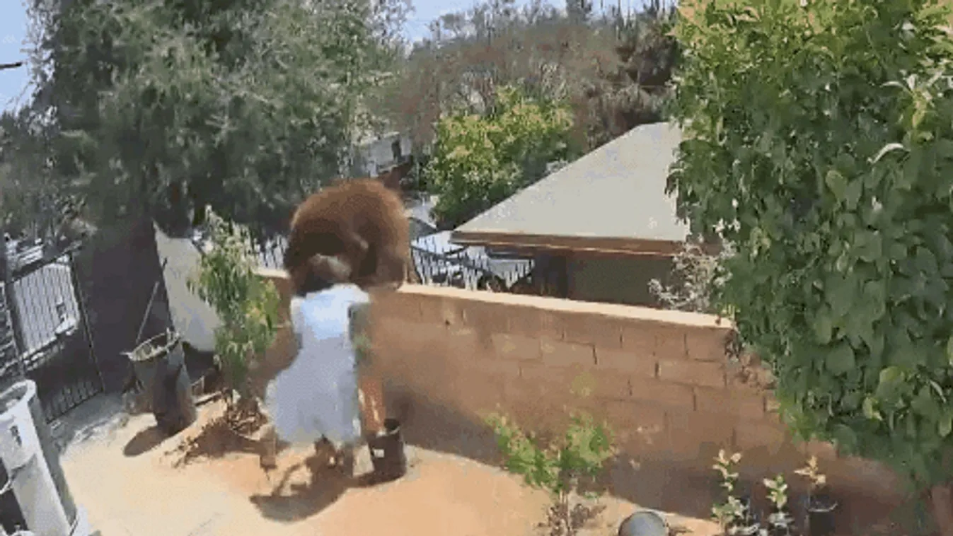 Southern California teen shoves bear off wall to protect dogs in back yard 