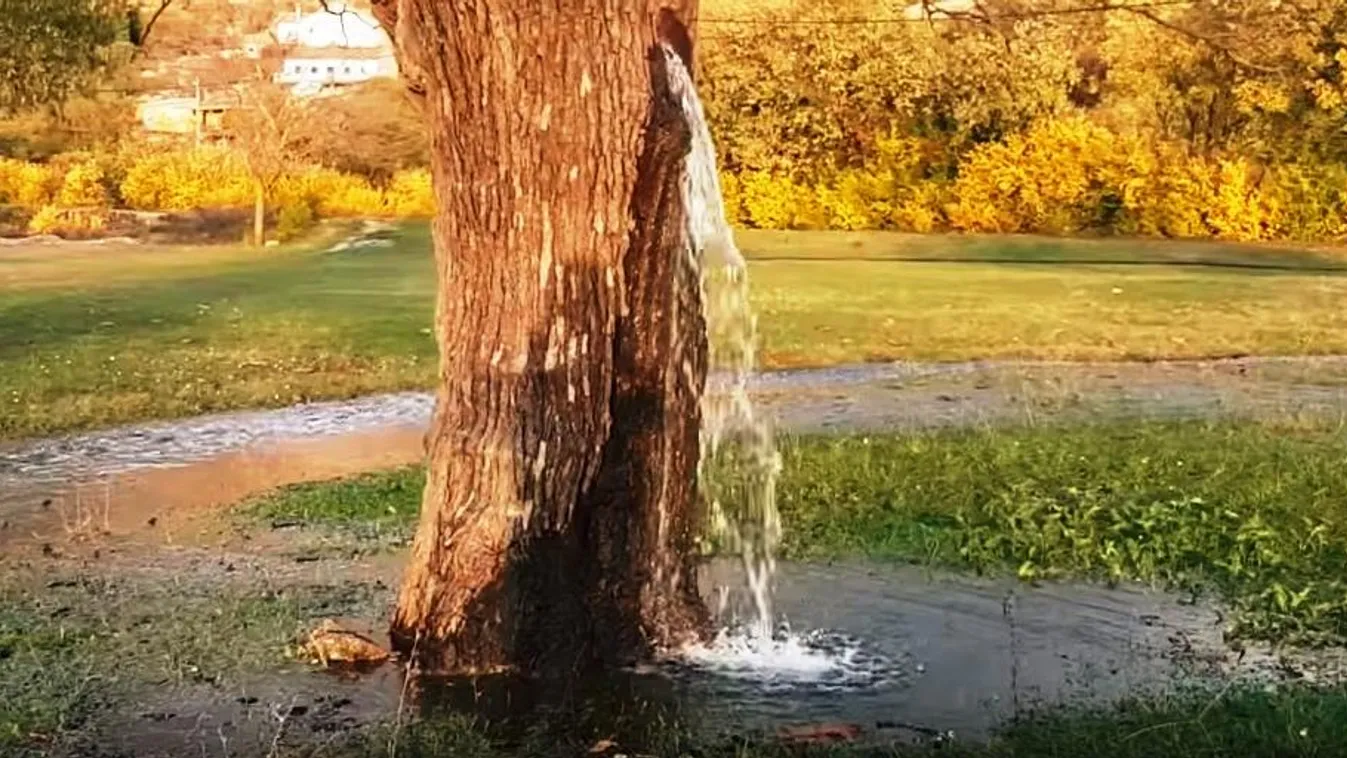 forrás víz fa 