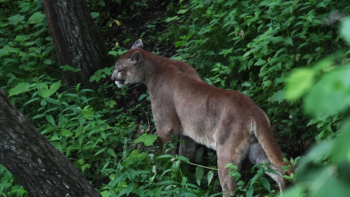 Russia Animals Safari Park lion mountain concolor Puma Primorskiy Primorye Horizontal 