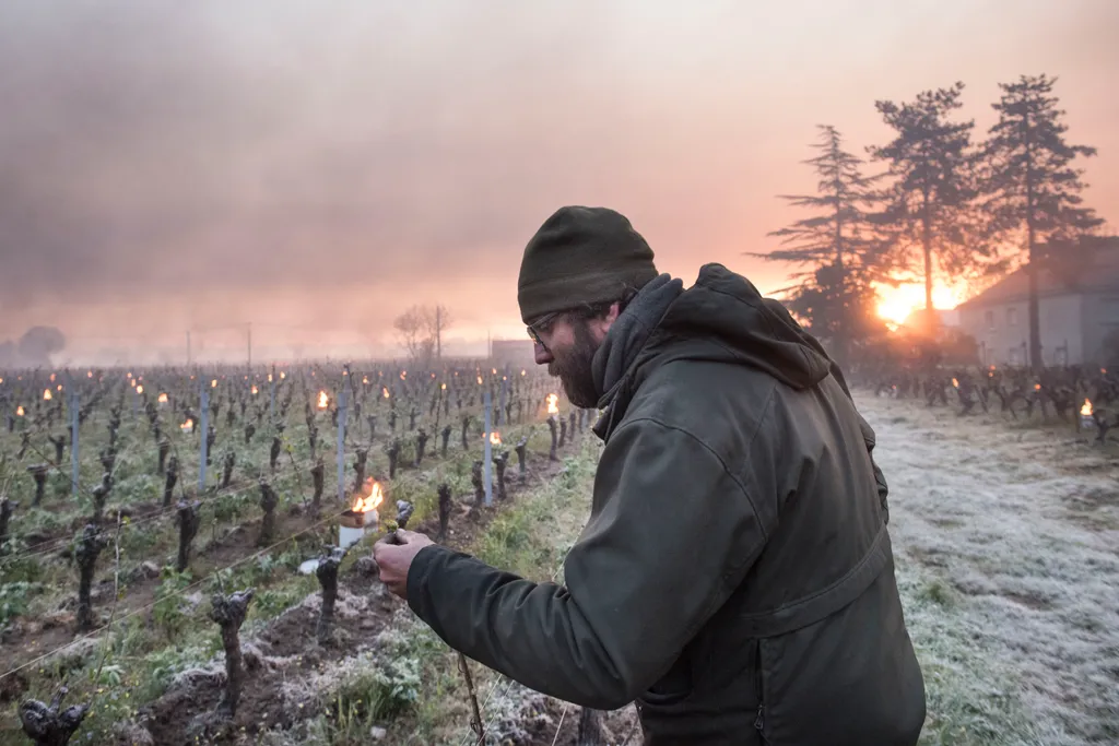 Nagyon durva fagyok európa ismert borvidékein  agriculture viniculture weather Horizontal 