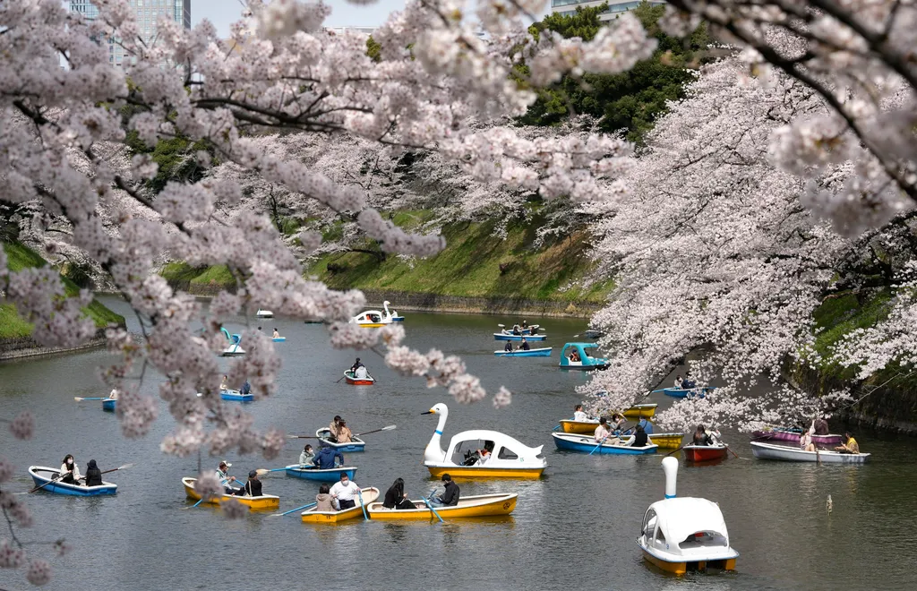Gyönyörű cseresznyefák között sétálnak és csónakáznak Japánban, galéria, 2022 