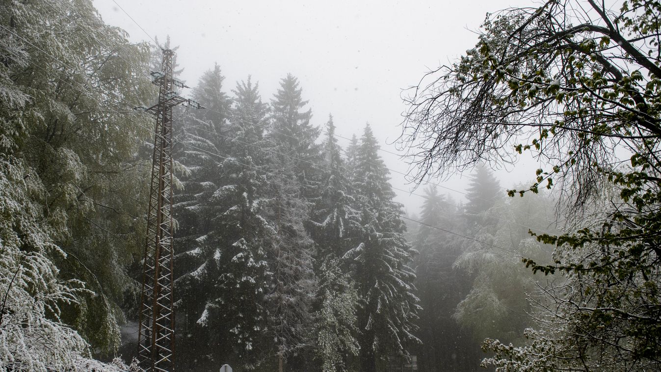 erdő fa fenyőfa havas időjárás hó 