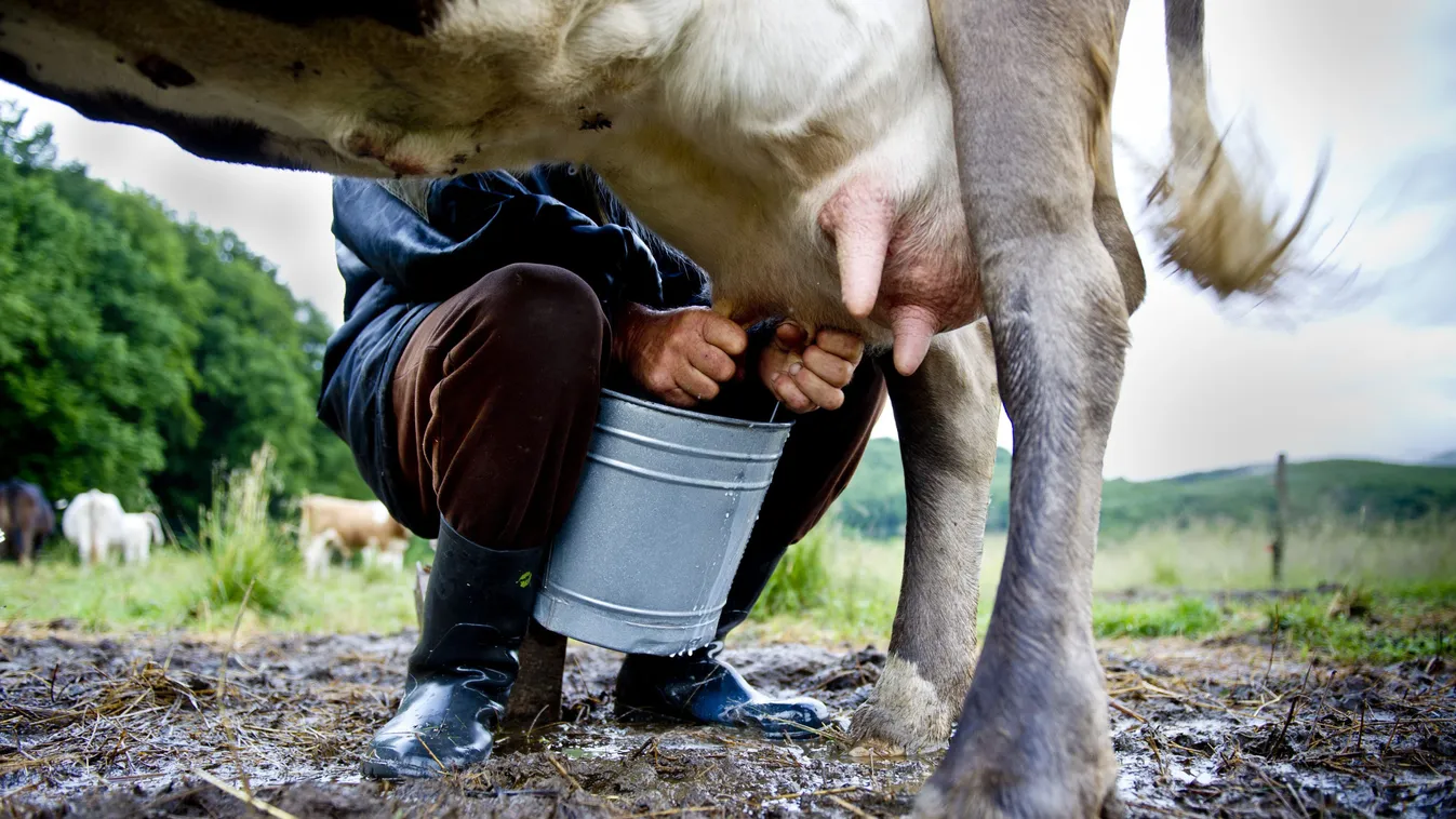 Külföldre vonul a magyar tej, tejgazdaság, tehenészet, tejtermelés 