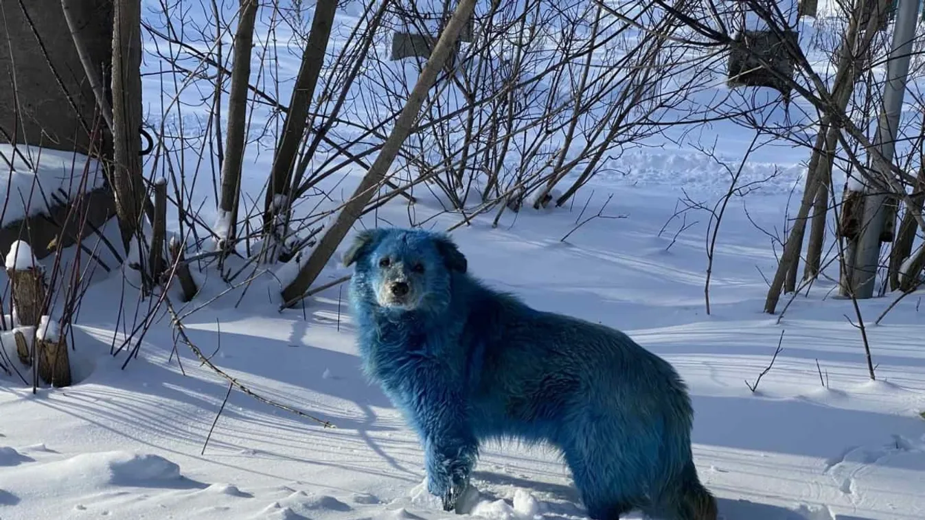 kék kutya Dzerzsinszk 
