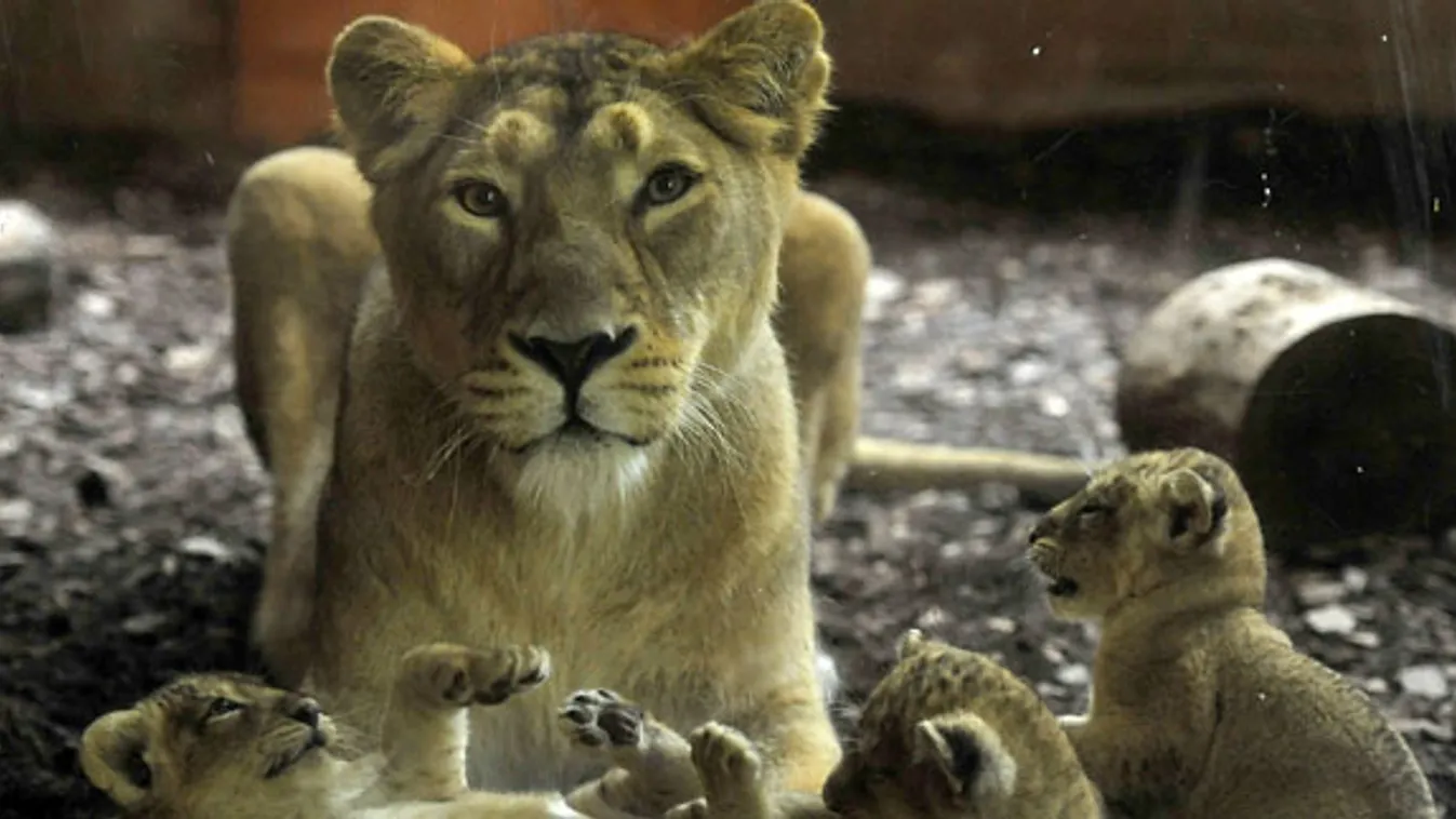 Újabb három oroszlánkölyök született a Fővárosi Állatkertben, indiai oroszlán 
