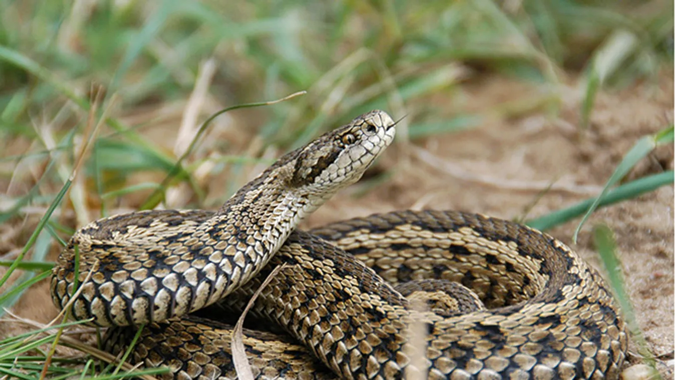 Rákosi vipera a kunpeszéri Rákosivipera-védelmi Központban, parlagi vipera, rákosi vipera, szaporítás, Vipera ursinii rakosiensis, visszatelepítés, Kunpeszér, Kiskunsági Nemzeti Park 