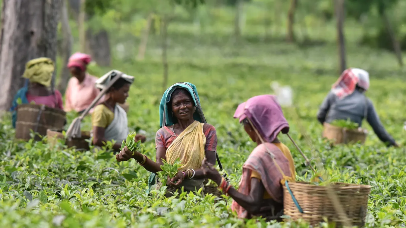 Tea, India, szedés, szárítás, készítés 