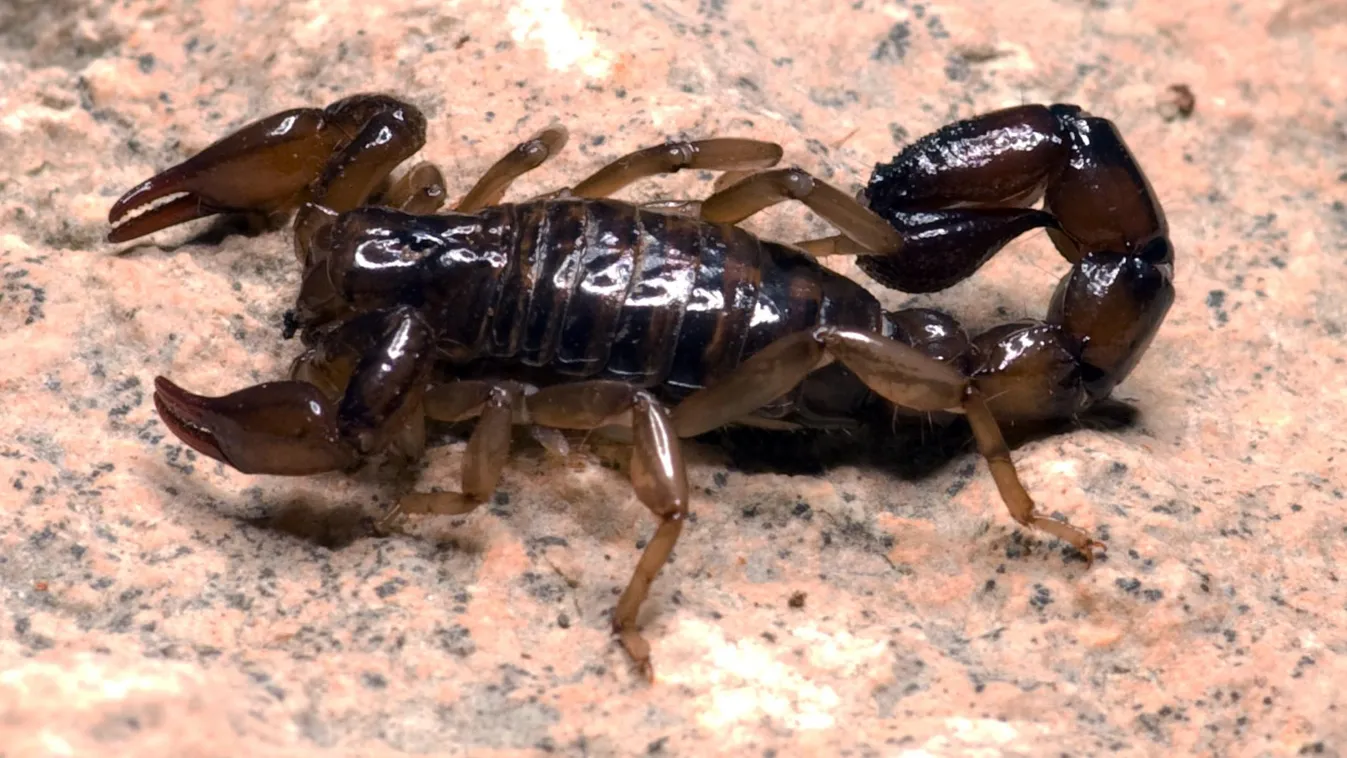 Scorpion Aracnids Scorpion 