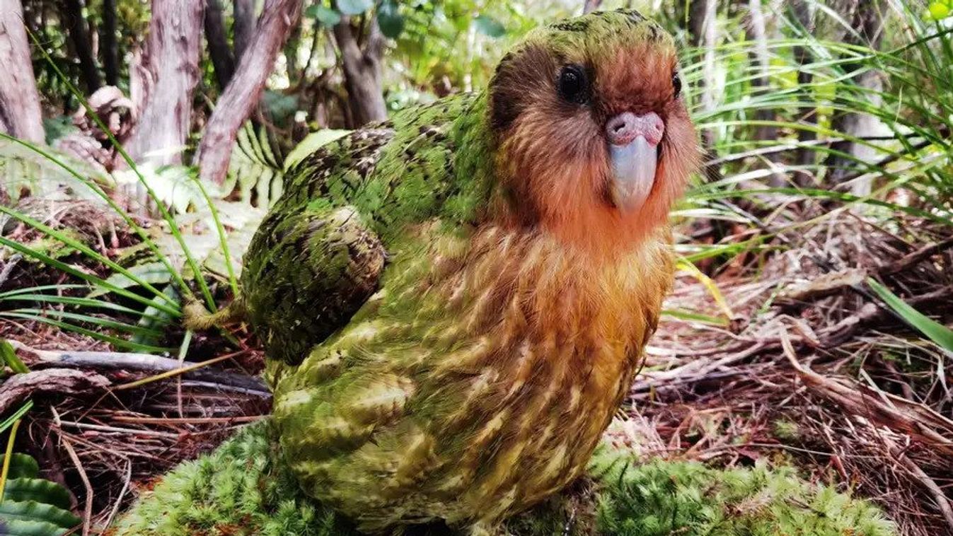 kakapó 