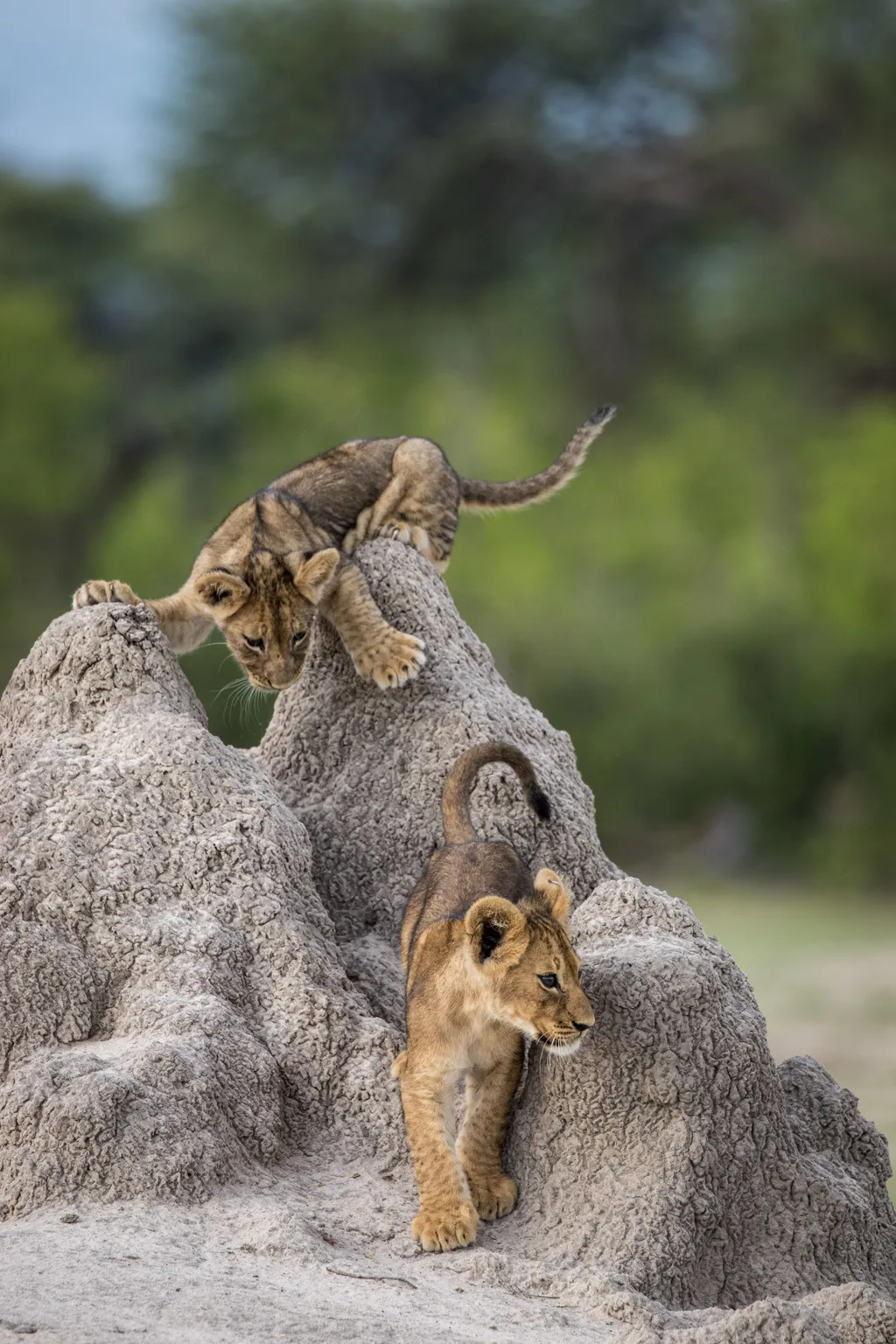 Comedy Wildlife Photography Awards 2020 nyertes képek 2020
Olin Rogers
BEND
United States
Phone: 
Email: 
Title: I've got you this time!
Description: An African lion cub stalks his brother from atop a termite mound.
Animal: African lion cub
Location of sh