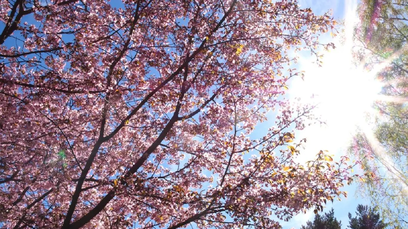 cseresznyefa virágzás tavasz napsütés 