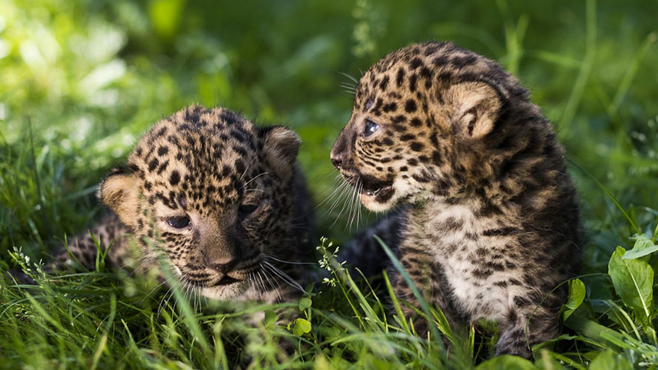 Ami és Amina, a július 6-án született afrikai leopárdtestvérpár (Panthera pardus) a Nyíregyházi Állatparkban