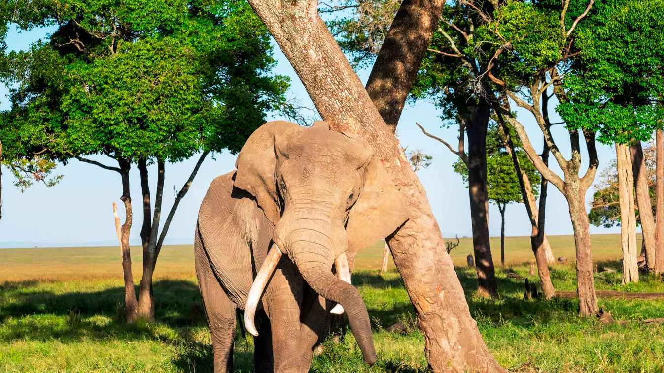 African elephant (Loxodonta africana) Natural Reserve Species monitoring Savanna woodland ADULT Male ALONE Rub Front shot OVERVIEW Transmitting collar Masai Mara National Reserve Loxodonta Territory marking Grooming (animal) Vulnerable (IUCN) VU NATIONAL 