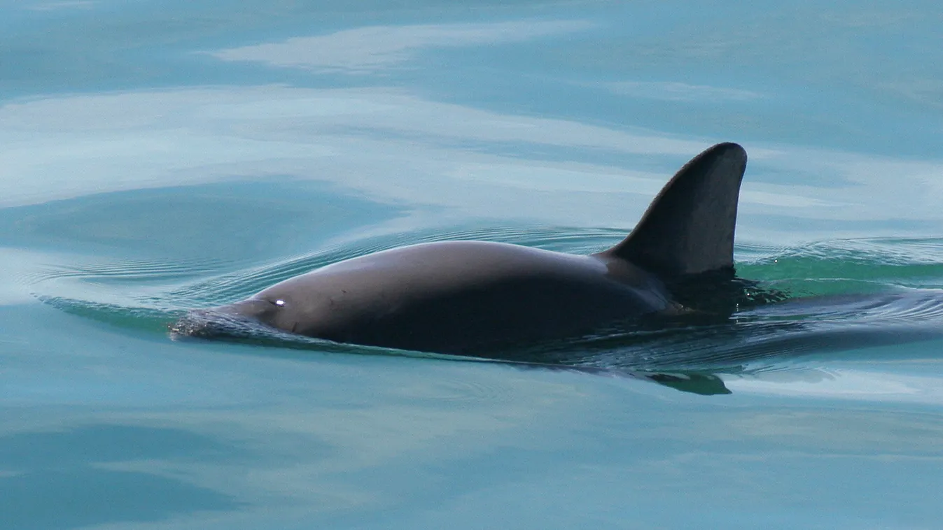 kaliforniai disznódelfin vaquita 