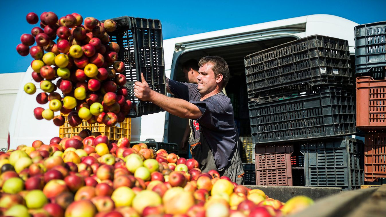 alma almahalom almaszüret almatermelő Foglalkozás gyümölcs léalma mezőgazdasági vállalkozó műanyagláda NÖVÉNY SZEMÉLY vállalkozó 