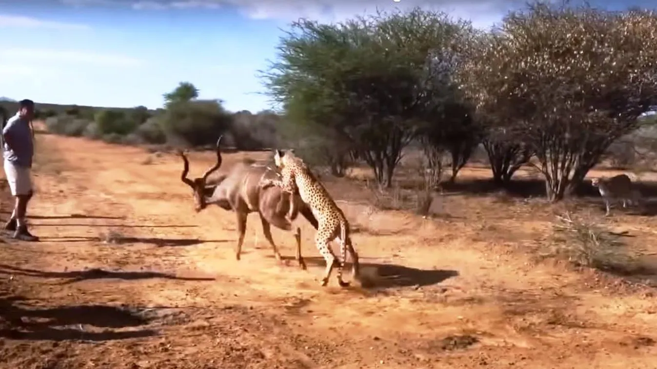 gepárd kudu 