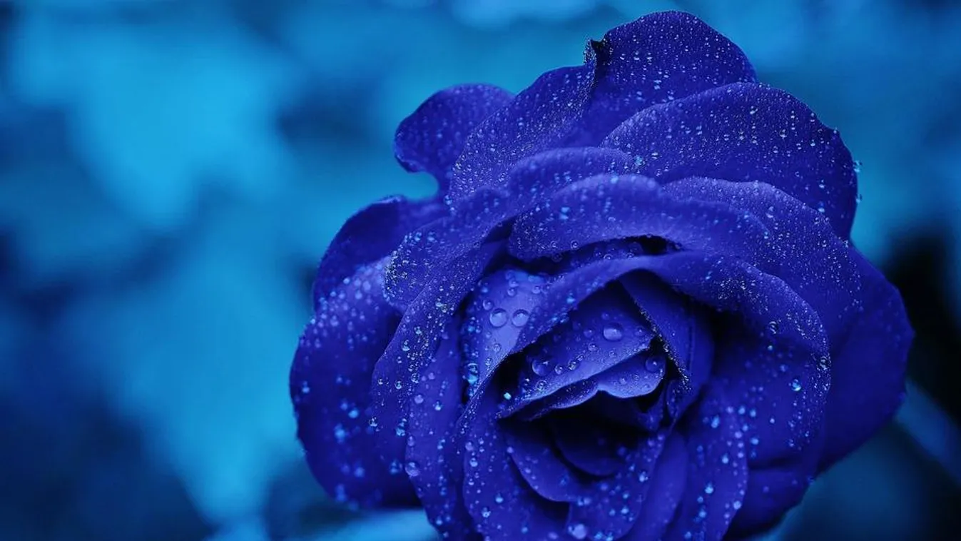 kék rózsa 