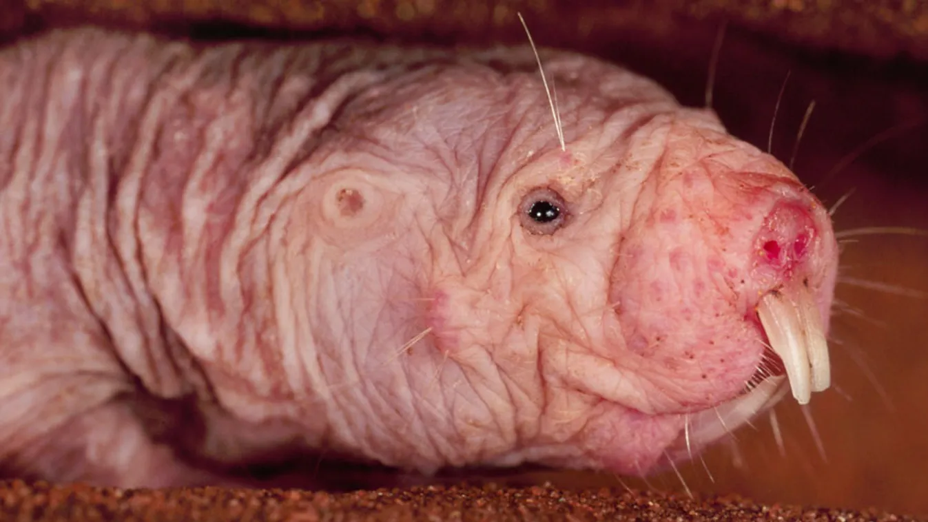 naked mole rat, Heterocephalus glaber