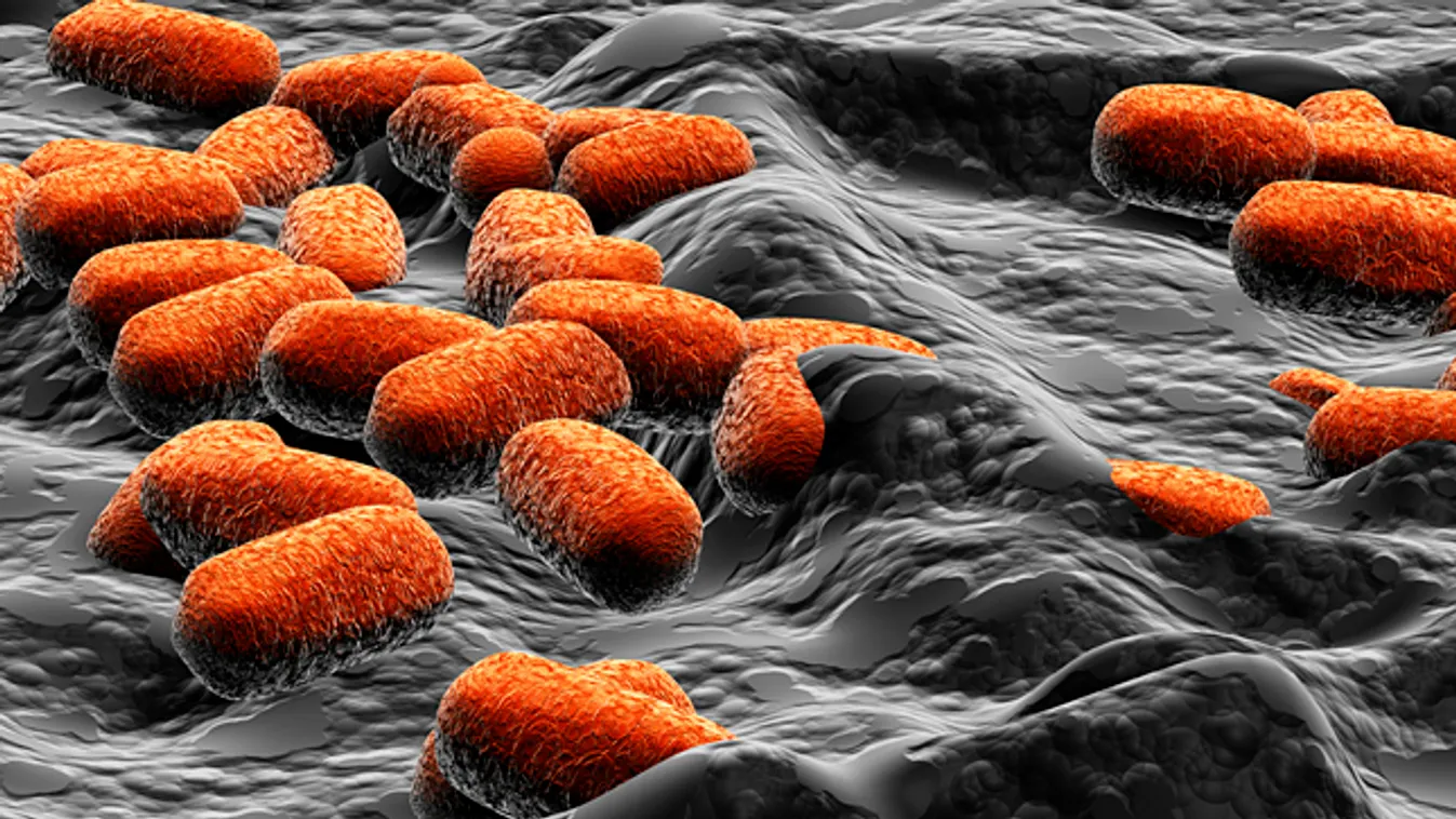 bélbaktérium, Escherichia coli, kólibaktérium, kólibacilus 