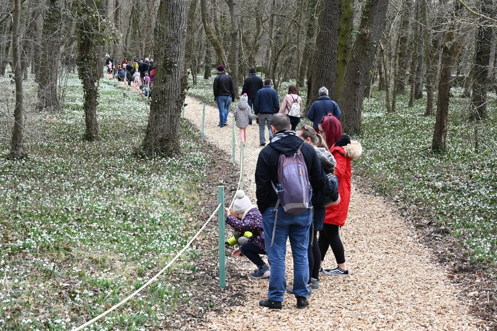 Alcsútdoboz, hóvirág, Alcsúti Arborétum 