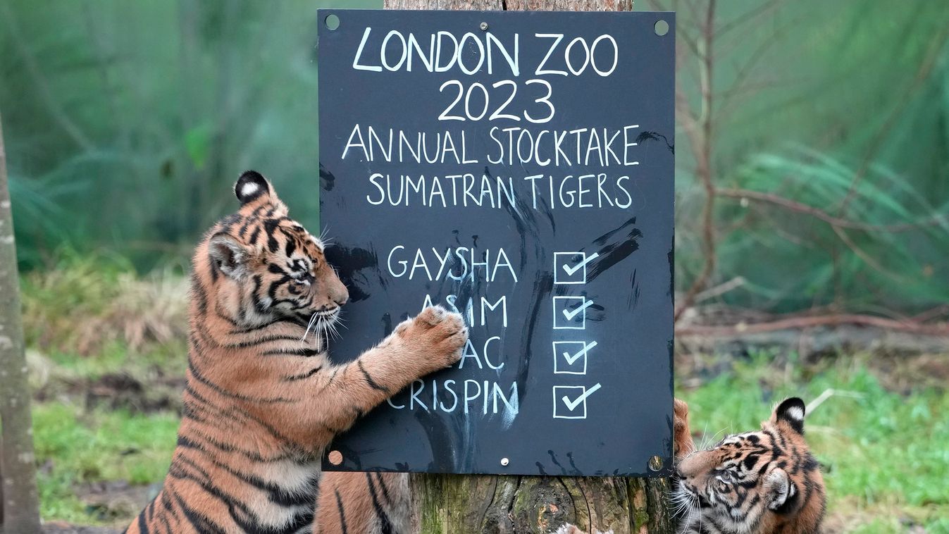 London, 2023. január 3.
Zac és Crispin a Londoni Állatkert két szumátrai tigrise játszik egy táblával az évenkénti állatösszeíráson 2023. január 3-án. Az állatkertben minden év elején jegyzékbe veszik az itt élő több mint 500 faj valamennyi példányát.
MTI