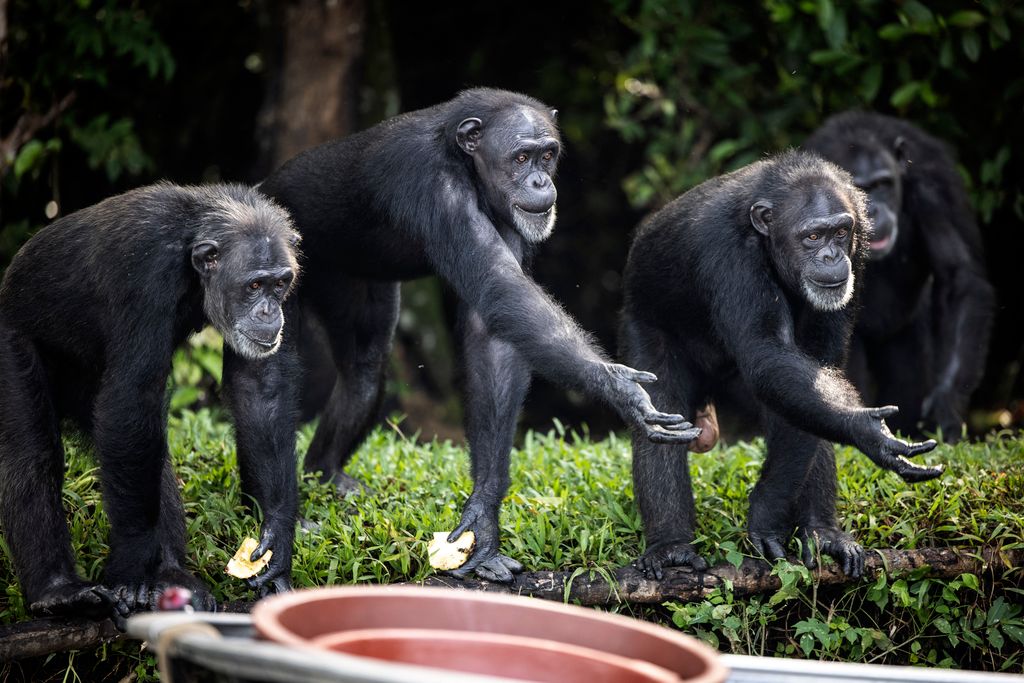 Elhagyott csimpánzok gondozása animal environment TOPSHOTS Horizontal 