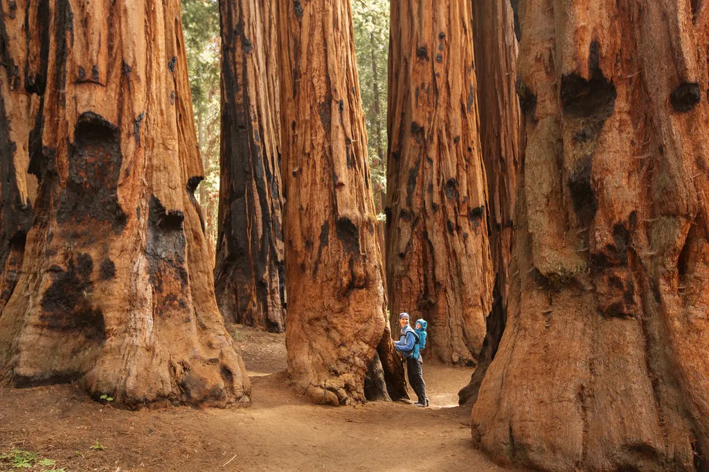 Sequoia Nemzeti Park óriás mamutfenyők 