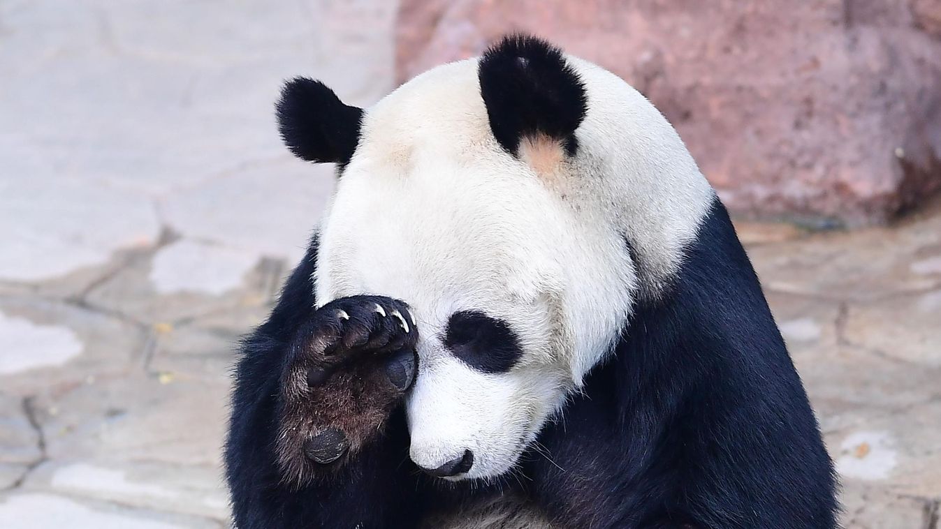 Shenyang giant panda Pu Pu confirmed to be male after eight month China Chinese Liaoning Shenyang giant panda Pu Pu pupu male 