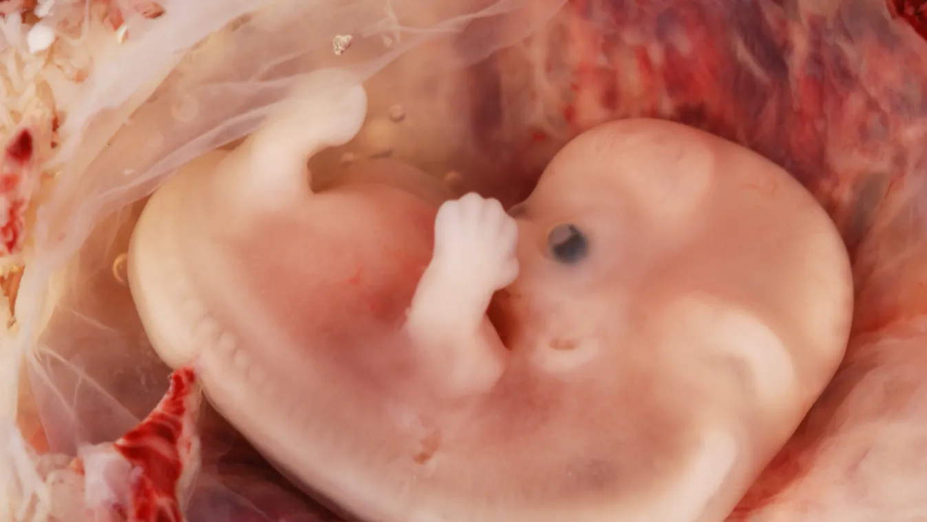 9 hetes emberi embrió 