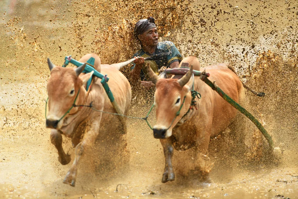 animal Horizontal 
sumatra bull race 
