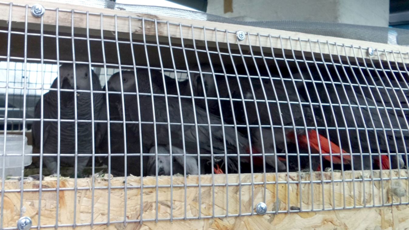 Védett madarakat foglaltak le Kiszomboron papagáj 