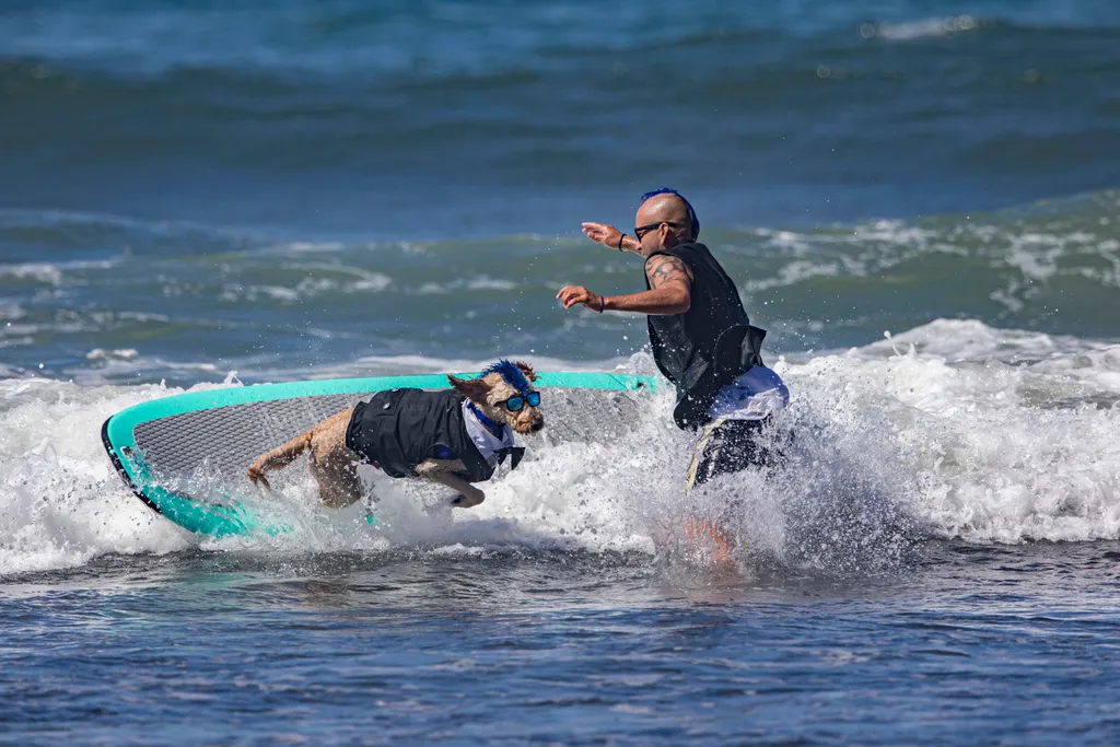 Szörföző kutyák gall  Helen Woodward Animal Center's 16th Annual Surf Dog Surf-a-Thon 