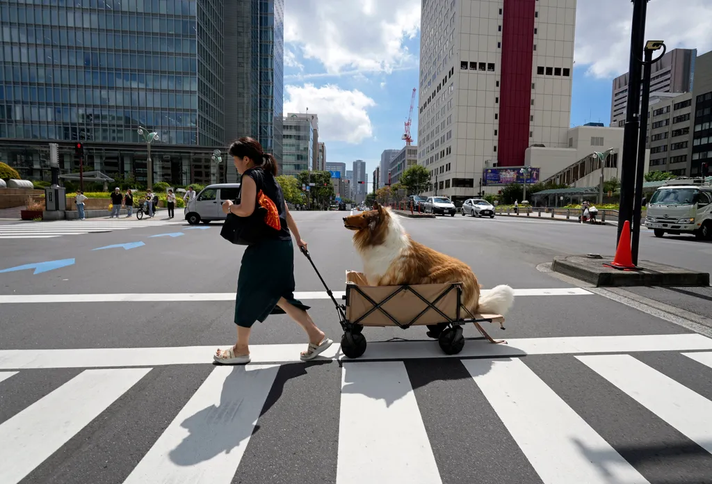 kutyaként élő ember Japán 