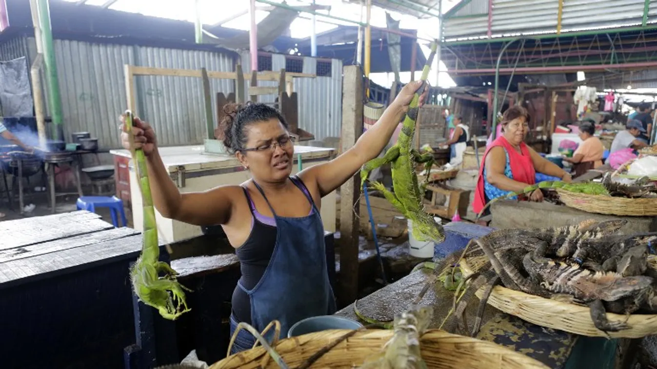 leguán evés Nicaragua 