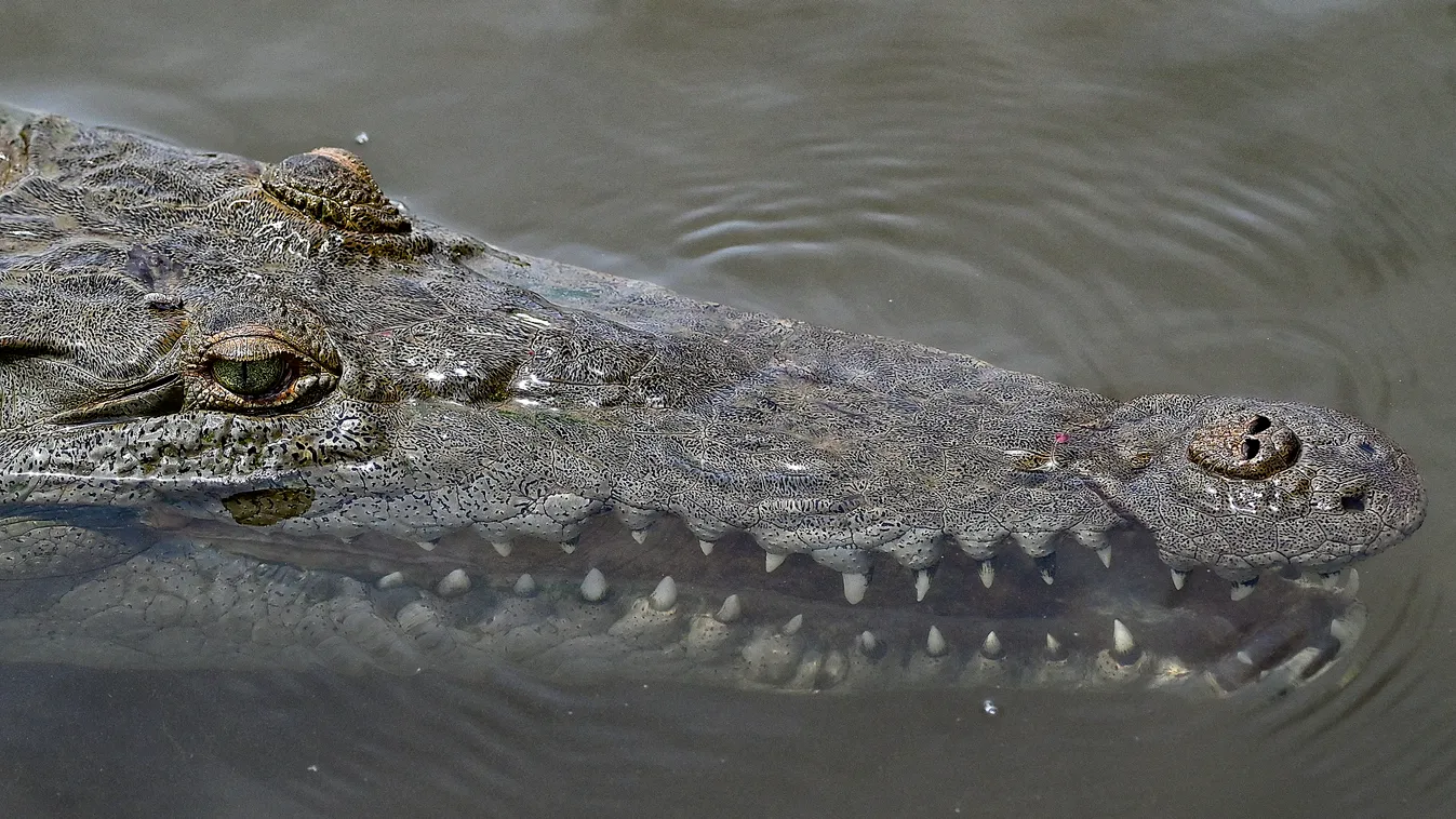 animal Horizontal CROCODILE  Krokodil túra Costa Ricában 