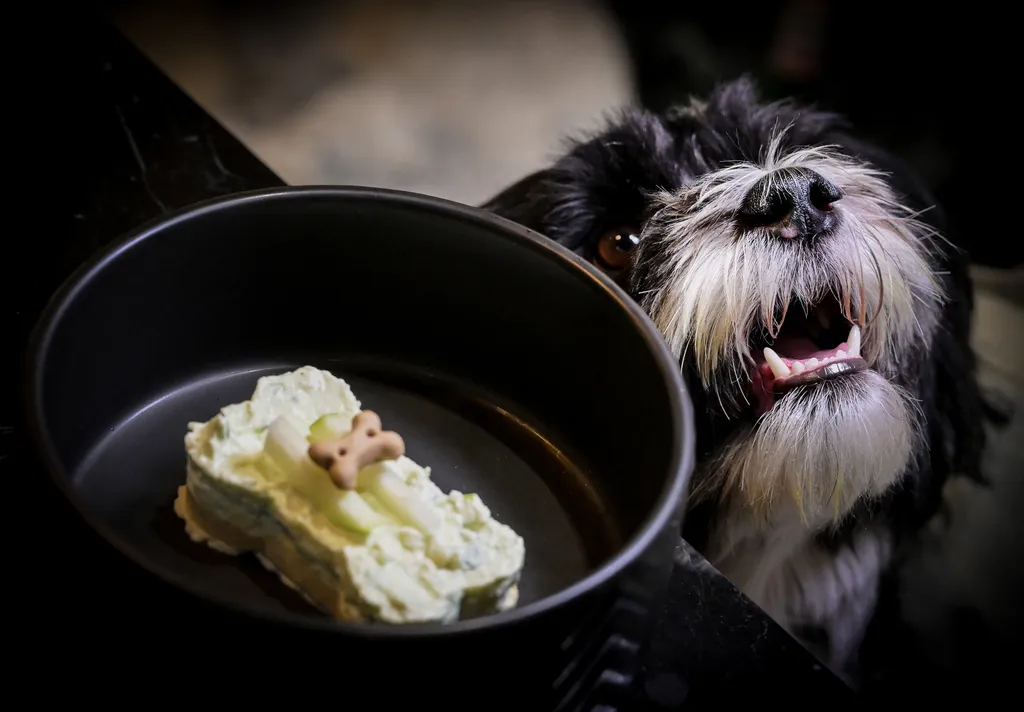 animal restaurants Horizontal OFFBEAT, Csúcsminőségű kutya étterem nyílt Rómában 