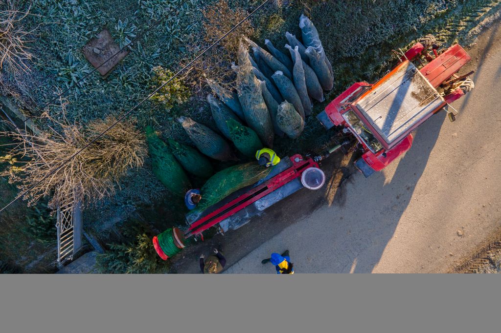 Megkezdték a karácsonyfának szánt fenyőfák kivágását Nemespátrón, galéria, 2020 