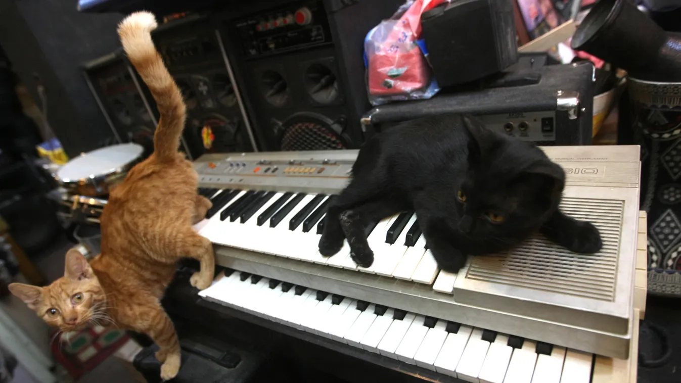 macska, zongora 