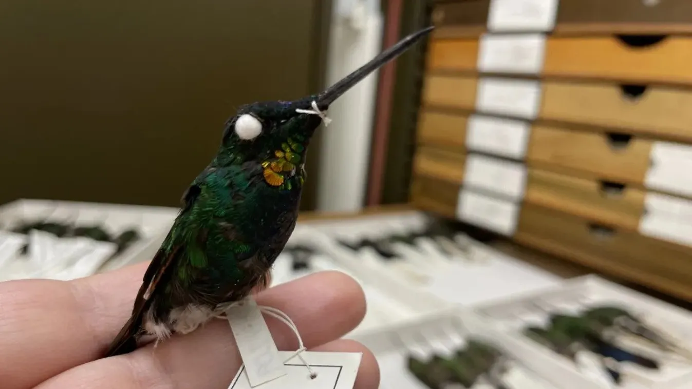 kolibri hibrid 