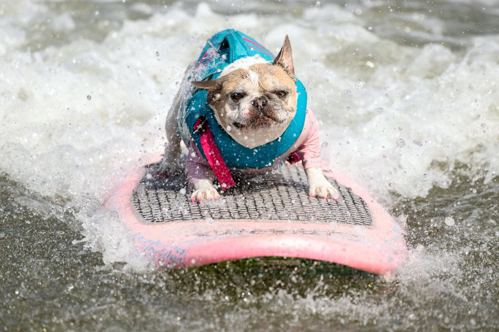 World Dog Surfing Championships, kutya szörf bajnokság, Kalifornia, kutya, hullám, 2023. 08. 05. 