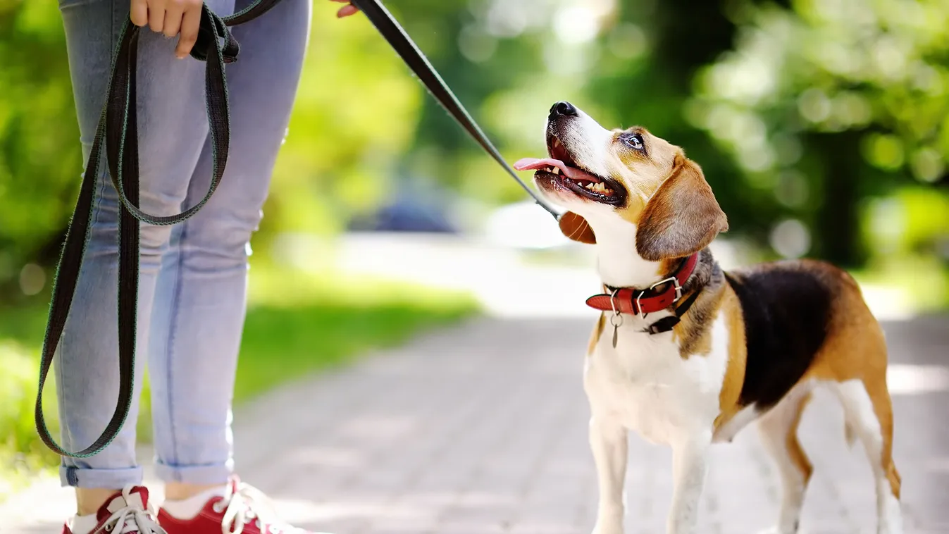kutya sétáltatás Országok, ahol az állatvédelem nem csupán papíron létezik 