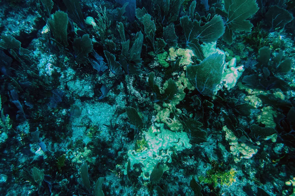 Rejtélyes kór pusztítja a floridai korallzátonyt 
