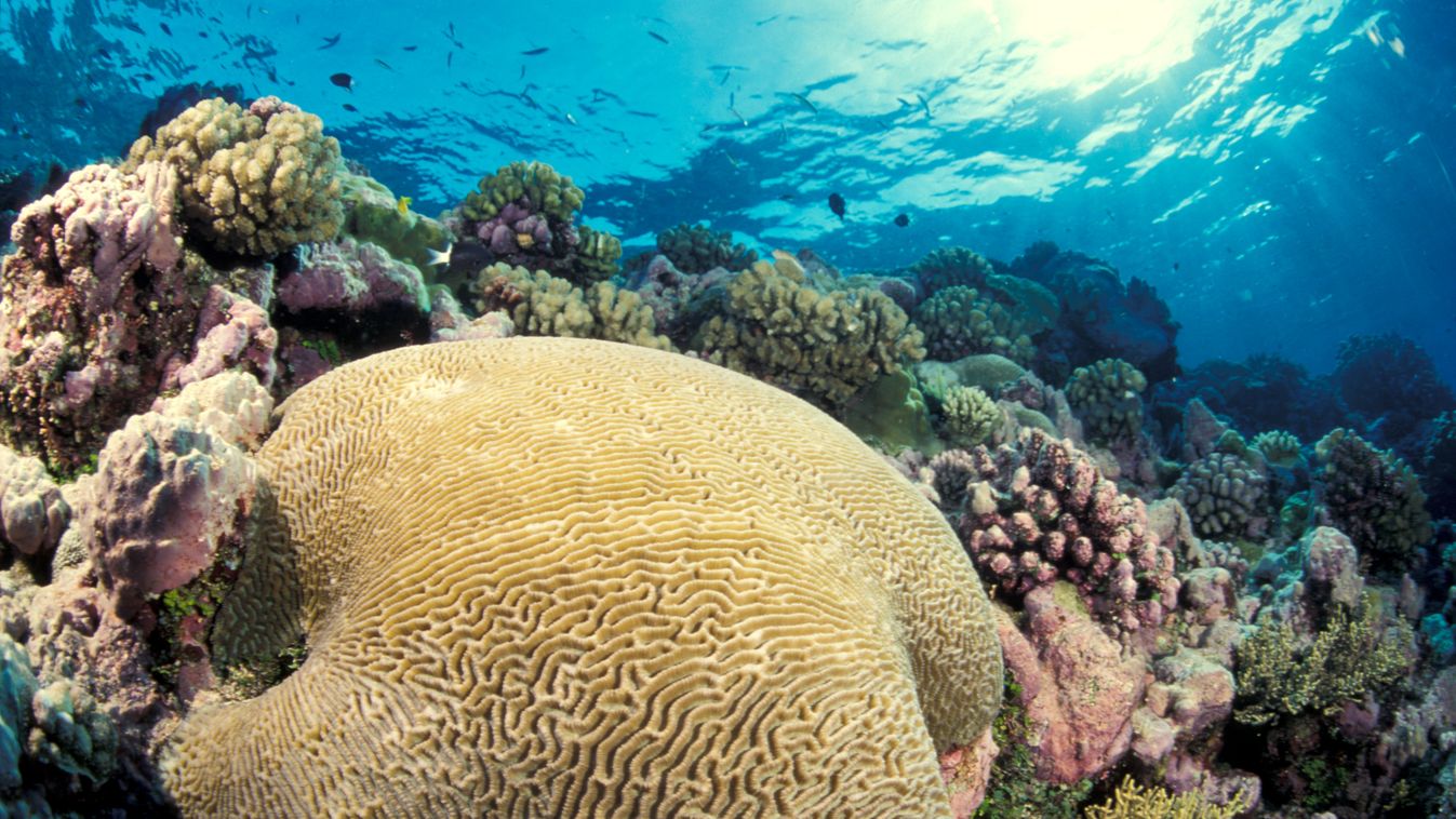 Nagy-korallzátony 