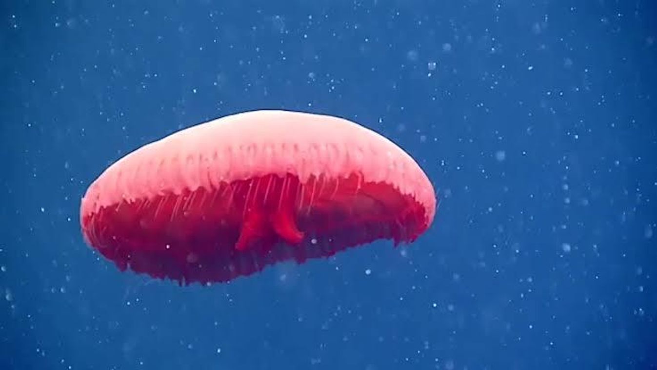 vörös medúza 