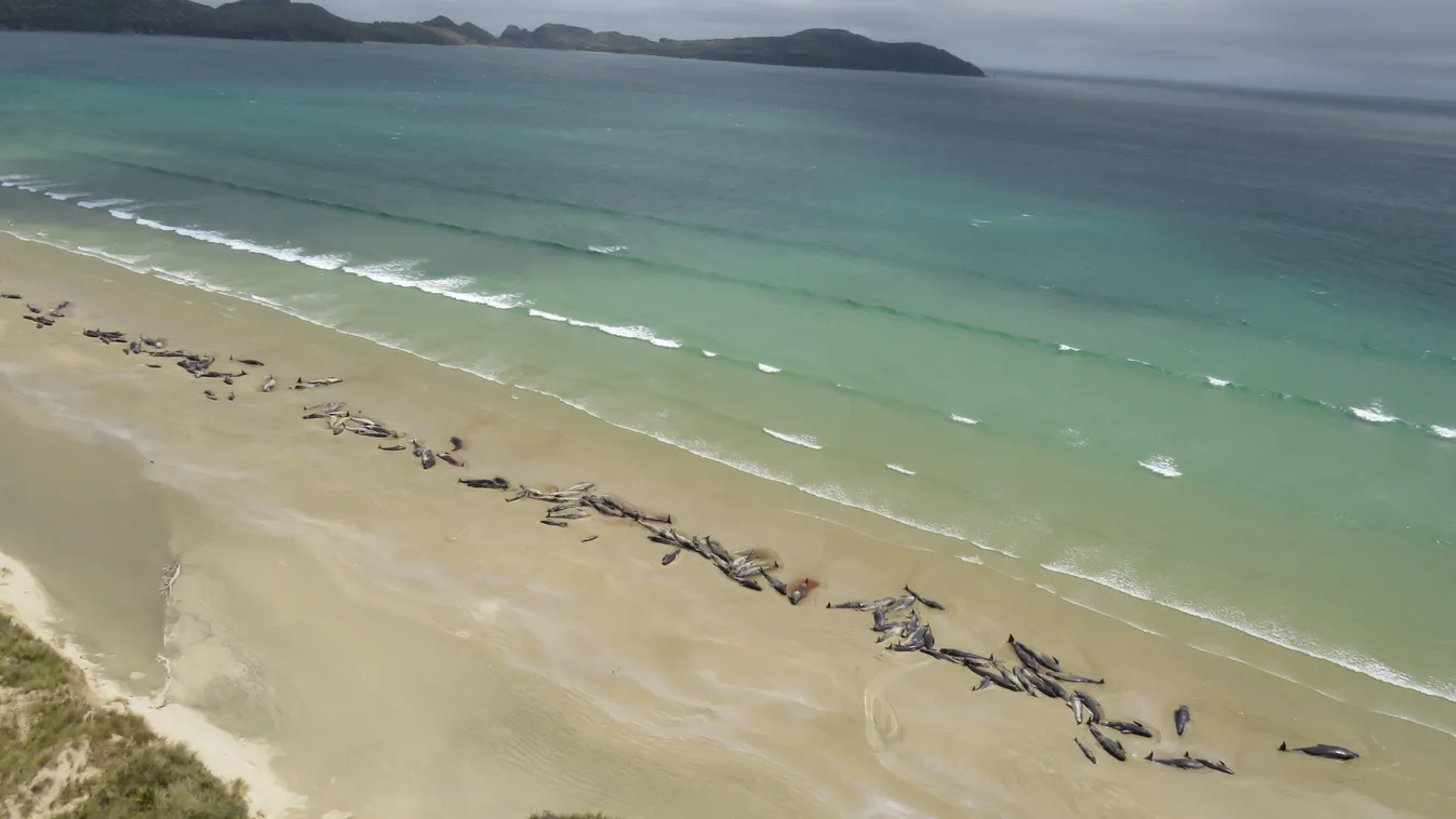 delfin, Új-Zéland, delfinpusztulás 